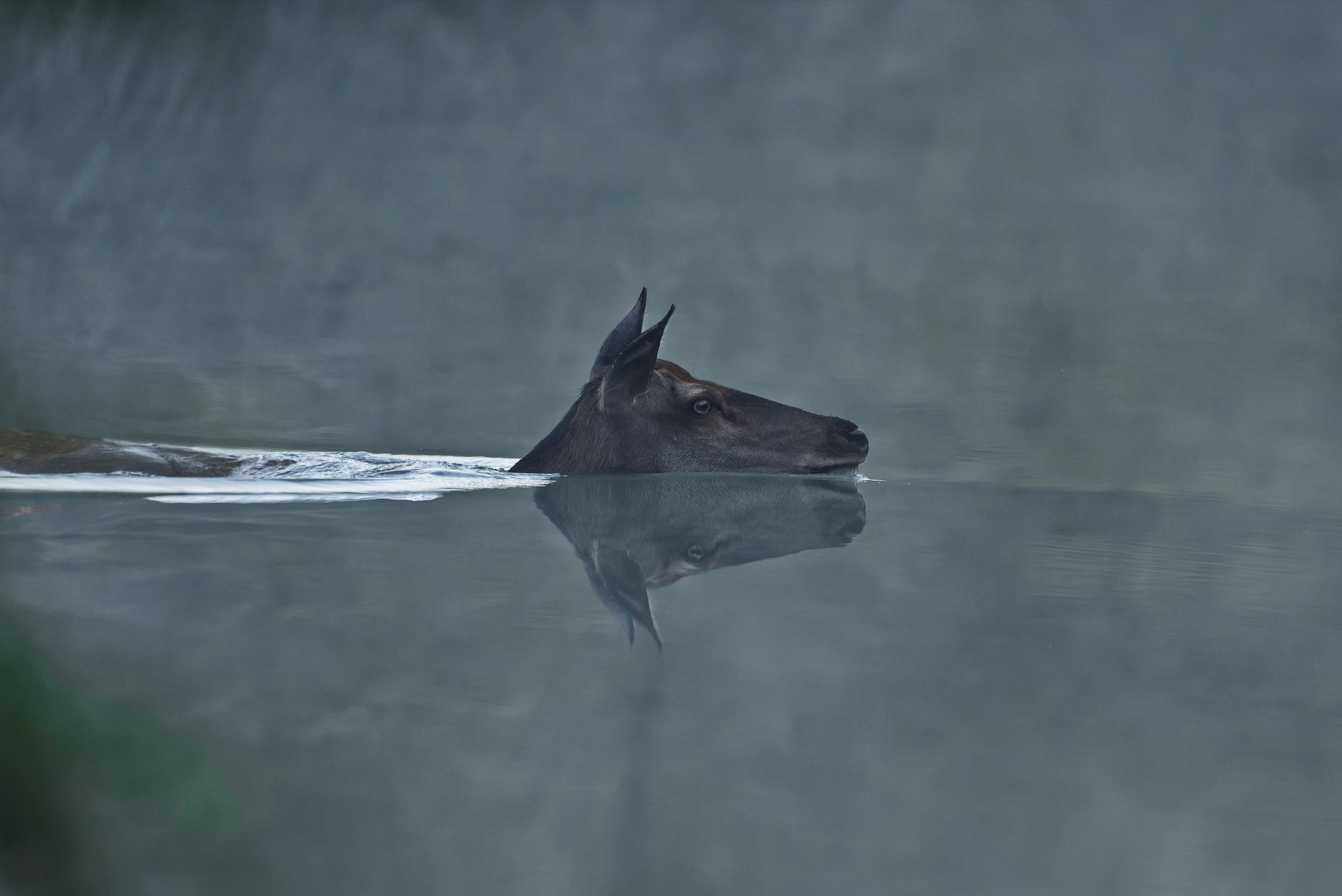 Biche au petit matin